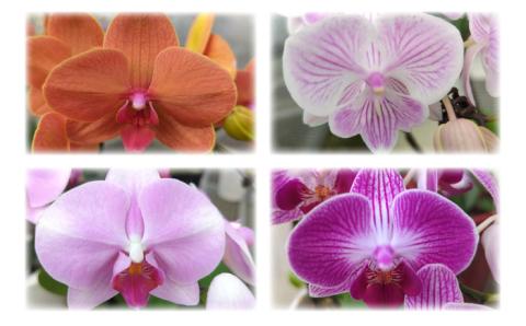 胡蝶蘭 お楽しみ定期便 [年6回]≪糸島≫【はざま園芸】ご家庭用/贈り物/お祝いごと [AND003]