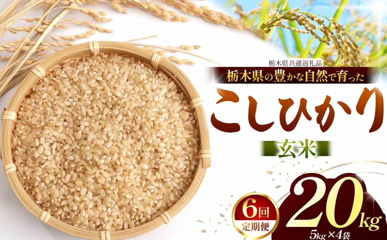 【栃木県共通返礼品】【定期６回】【令和８年度産】コシヒカリ 20kg お米 米 | 栃木県 那珂川町 送料無料