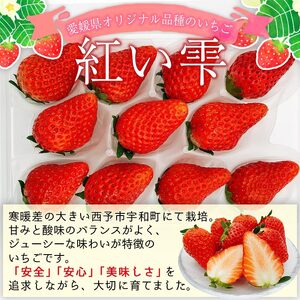 西予市宇和町産　谷口農園のいちご（紅い雫）8パック