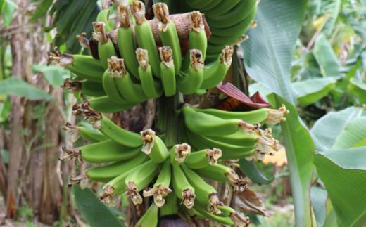 園田 バナナ園 北限 の 露地バナナ  5房　NFN251【600pt】