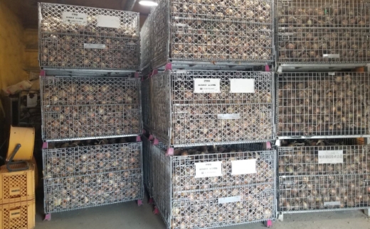 【訳あり】玉ねぎ5kg（ 全サイズミックス） 玉ねぎ たまねぎ タマネギ 玉葱 オニオン 訳アリ わけあり玉ねぎ 野菜 玉ねぎ 人気 おすすめ 玉葱 玉ねぎ 旬 滋賀県長浜市/柏本農園株式会社 [AQDZ003]