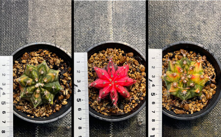 ギムノカリキウム ミハノビッチ 2株 Gymnocalycium mihanovichii 長与町/アグリューム[EAI277]