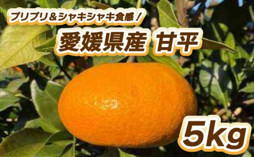 【先行予約】プリプリ＆シャキシャキ食感！甘平 5㎏ 【2月中旬～3月中旬発送】 柑橘 果物 フルーツ  みかん 甘平 松山市 愛媛県