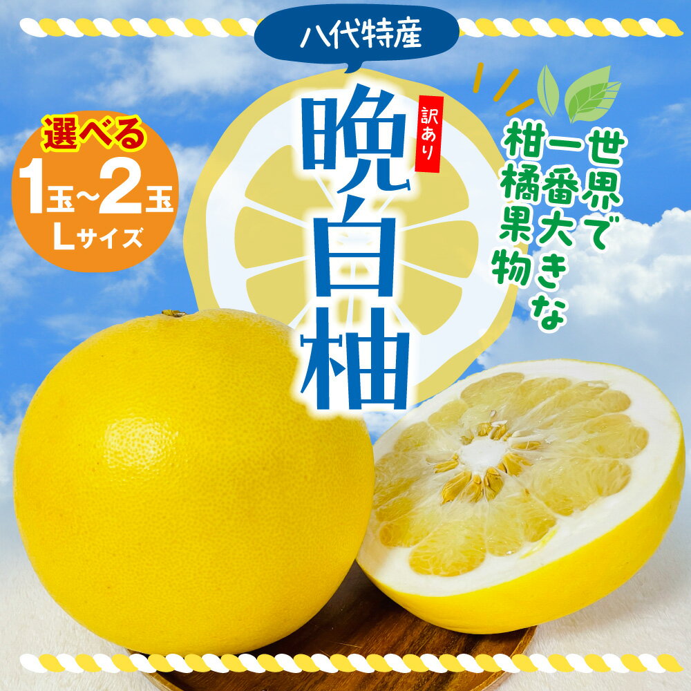 【ふるさと納税】【先行予約】 【選べる玉数】 【訳あり】八代市産 晩白柚 1～2玉 柑橘 果物 フルーツ 熊本県産 ばんぺいゆ フルーツ 柑橘 特産品 名産品 お取り寄せ ジャンボサイズ 送料無料 【2025年12月上旬より順次発送】
