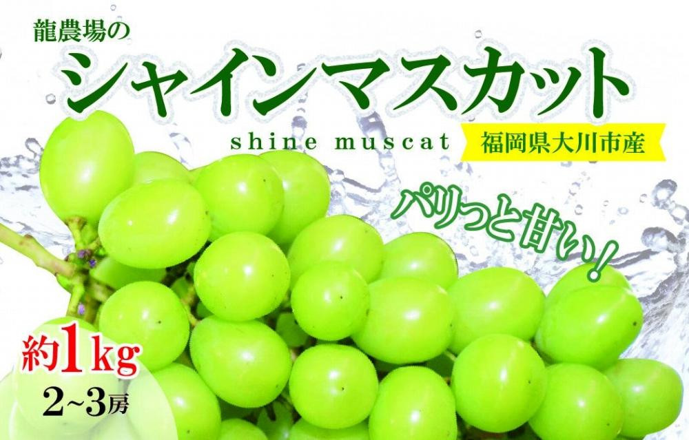 
            旬をお届け！シャインマスカット約1kg (2～3房)【大川市】
          