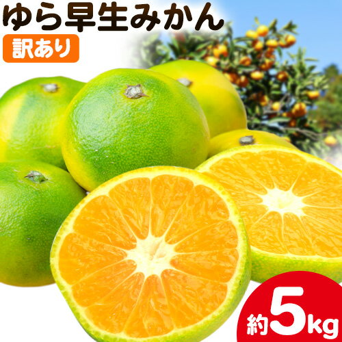 【ふるさと納税】訳あり ゆら早生みかん 5kg 圦本農園 《10月上旬-11月上旬頃出荷》和歌山県 日高川町 送料無料 訳ありみかん 5キロ わけありみかん わけあり 早生 みかん ミカン 柑橘 フルーツ 果物