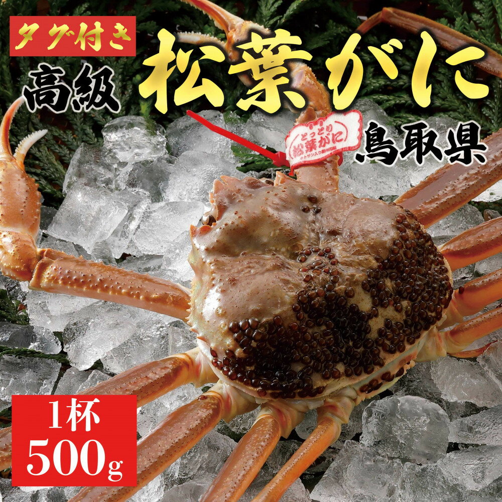 【ふるさと納税】【2026年11月発送】特撰 松葉がに（なま）【ブランドタグ付き】500g超のサイズ 1杯