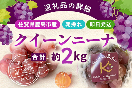 ふるさと納税】【先行予約】朝採れクイーンニーナ 約2kg 3～4房【2026年8月下旬～9月下旬配送予定】朝採れ即日発送！ジューシーで高糖度 果汁 新鮮 生産者直送 果物 フルーツ 冷蔵便 丁寧なラッ