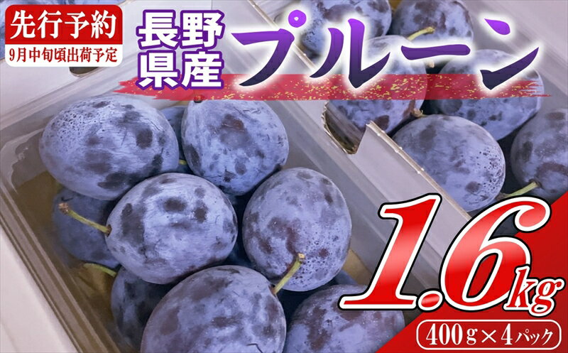 【ふるさと納税】【2025年9月上旬～中旬発送】令和7年産プルーン約1.6kg（400g×4パック）＜北海道・沖縄・離島は配送不可＞　サンプルーン　果物　フルーツ　くだもの　生プルーン　プルーン栽培発祥の地　信州　長野県　佐久市　産地直送　旬　旬彩