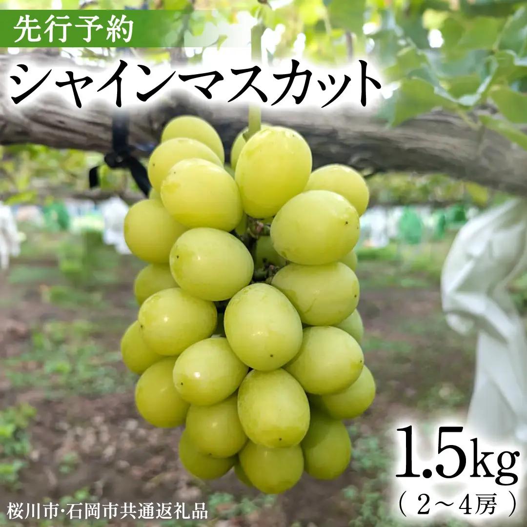 《 2026年 収穫分 》 シャインマスカット 1.5kg 2～4房 (桜川市・石岡市共通返礼品) 先行予約 石田ぶどう園 国産 茨城県 桜川市 マスカット ぶどう ブドウ 葡萄 果物 くだもの フルーツ 旬 人気 採れたて 新鮮 産地直送 秋 贈答 ギフト [FB004sa]