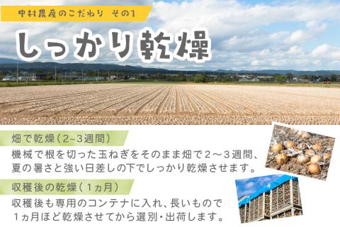 【予約：2024年9月下旬から順次発送】北海道北見産 玉ねぎ 5kg ( 玉ねぎ 野菜 たまねぎ タマネギ 玉葱 甘い ハンバーグ 肉じゃが ふるさと納税 玉ねぎ )【002-0008-2024】