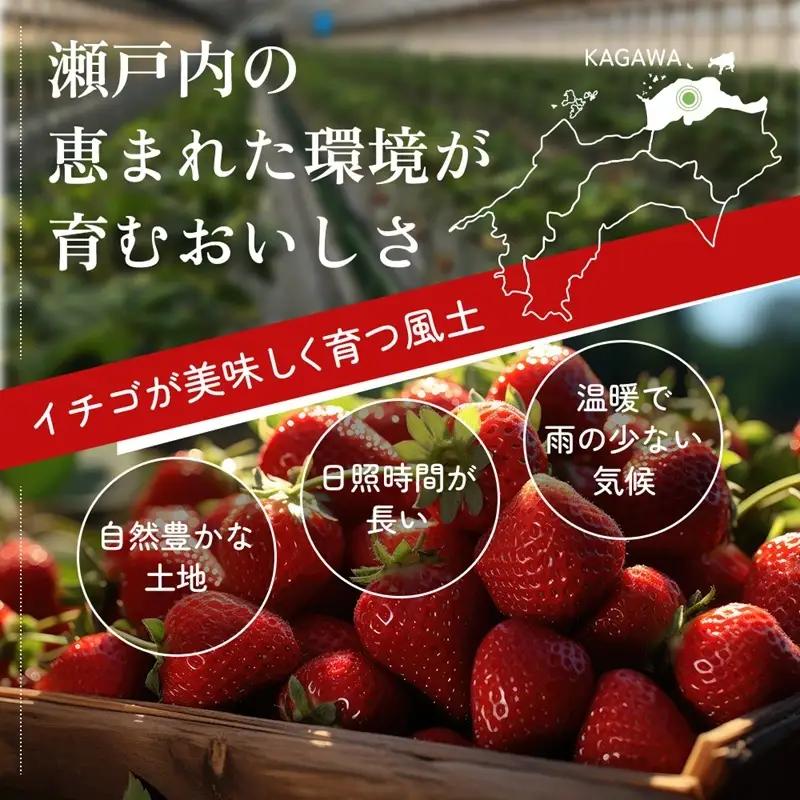 香川讃岐の毎月食べたい定期「さぬきひめいちご 1kg」3ヶ月定期便