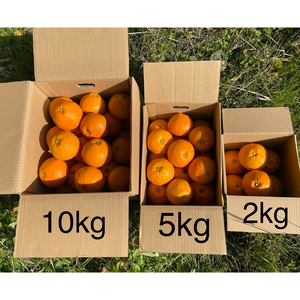 【2026年1月中旬ごろ発送】 家庭用 みかん 宮内伊予柑 いよかん 5kg(約20個) 自然栽培 | 伊予柑 ミカン 柑橘 みかん 期間限定 フルーツ 果物 果実 愛媛県産 愛媛 松山 農薬不使用【