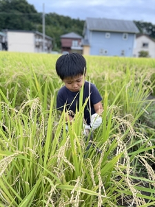 【体験日　10月11日・12月20日】　家族みんなで地域体験！あしがらおこめクラブ　秋のお米の収穫＆冬の餅つき・味噌づくり 体験チケット【 利用券 神奈川県 南足柄市 】