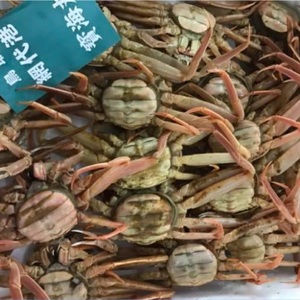 訳ありたっぷりカニ1kgセット（生）不揃いサイズ セコガニ（親ガニ、せいこがに）【魚倉】セコガニ 親ガニ せいこがに 訳あり セコガニ 親ガニ せいこがに 訳あり セコガニ 親ガニ せいこがに 訳あり