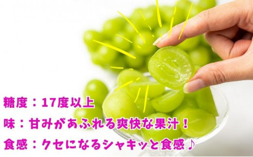 【先行予約】 パリッと甘い！ シャインマスカット 約700g 1房 冷蔵 マスカット ぶどう 葡萄 ブドウ フルーツ 果物 くだもの デザート 果実 美味しい 人気果物 人気フルーツ 旬のフルーツ 旬