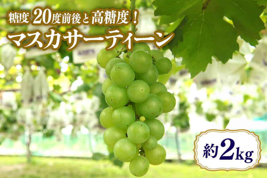 【数量限定・期間限定】 マスカサーティーン 約2kg 【9月1日～9月末順次発送予定】 54-C