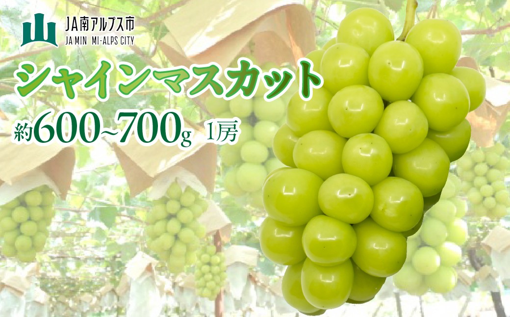 
                  【2027年(令和9年)発送先行予約】来年発送！！★TBSテレビ系列「ひるおび」で取り上げられました！★シャインマスカット1房 (約600～700g)   ALPAA058 | 山梨 山梨県 ぶどう 葡萄 ブドウ マスカット  フルーツ くだもの 果物 高級 新鮮 産地直送 贈答 ギフト 2027年 
                