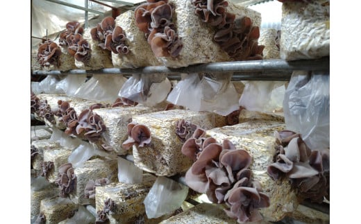 阿賀町産　乾燥きくらげ　25g×5袋