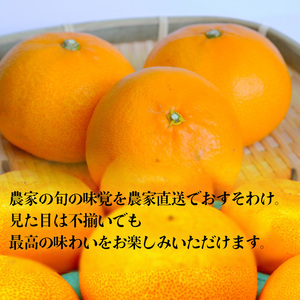 【3月上旬から発送】せとか B品 家庭用5kg ｜ 訳あり みかん 訳あり みかん 柑橘 訳あり みかん  訳あり みかん  訳あり みかん  訳あり みかん フルーツ 訳あり みかん 果物 訳あり 