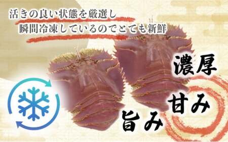 【ふるさと納税】ウチワエビ(小) 天然ほんまもん！ 500g(6~7匹前後) 国産 東洋町産 天然 新鮮 海鮮 刺身 焼き ボイル 四国 お取り寄せ お祝い 記念日 贈り物 送料無料 [S243] 【