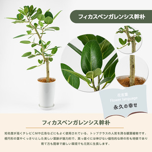 2026年9月上旬～発送【観葉植物】フィカスベンガレンシス幹朴60cm～80cm Green Farm M IB075-023 ※北海道・沖縄・離島配送不可
