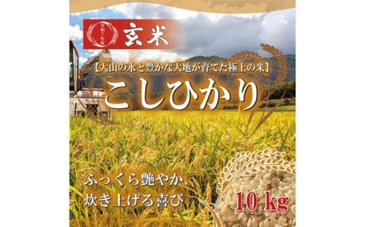 令和7年 鳥取県産 こしひかり玄米10kg