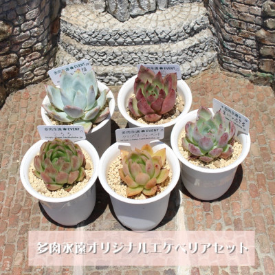 
            多肉植物5種類 多肉永遠オリジナル名札付きエケベリアセット【1516862】
          