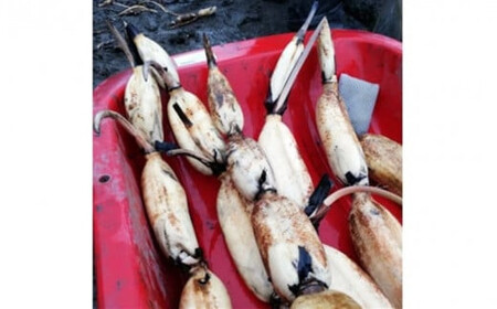 門真れんこん『れんちゃん』2.0kg【 れんこん 大阪府 門真市 】