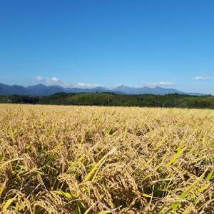 ※2月配送分【令和7産米】倉吉市産 コシヒカリ 5kg  （ 大江農場 数量限定 新米 ）