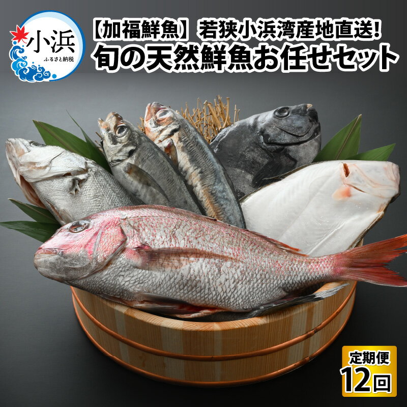 【ふるさと納税】《定期便》全12回(毎月発送)【加福鮮魚】「若狭小浜湾産地直送」旬の天然鮮魚お任せセット！｜地魚 下処理済み 刺身 煮魚 焼き魚 旬 タイ アジ 【配送不可地域：北海道・沖縄・離島】 [BFBC017]