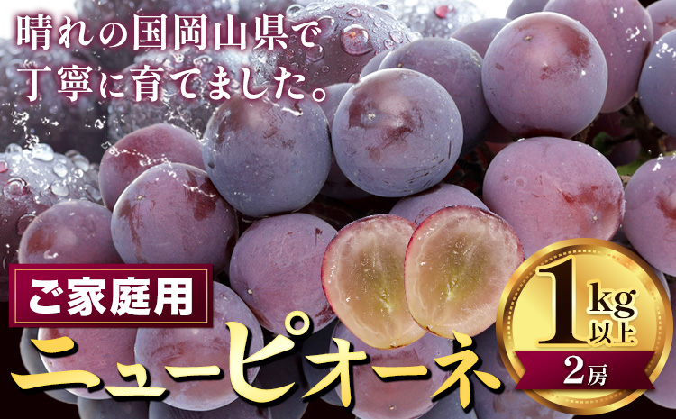 【2026年先行予約】ぶどう ニューピオーネ ご家庭用 1kg 以上 2房《2026年8月上旬-9月中旬頃出荷》株式会社fruceed ぶどう 送料無料 岡山県 浅口市 ぶどう フルーツ 果物 くだもの ピオーネ 家庭用st-p
