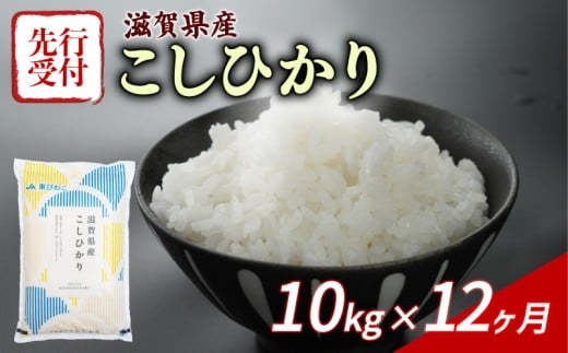 【令和7年産先行受付】 こしひかり 10kg 12回定期便 令和7年産 定期便 新米 米 精米 こめ コメ お米 ご飯 米 コシヒカリ 先行受付 米定期便 12か月定期便 12ヶ月定期便 12回 12ヶ月 12か月 滋賀 彦根