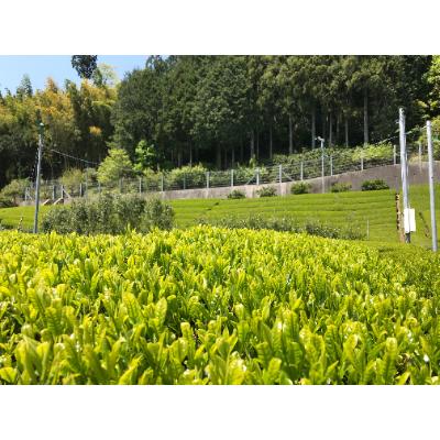 ふるさと納税 川根本町 川根本町産　川根銘茶5本セット　10-9 |  | 03