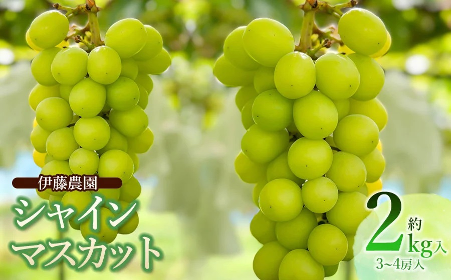 【令和8年産先行予約】ぶどう シャインマスカット 約2kg (3～4房) 山形県鶴岡市　伊藤農園