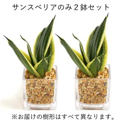 【観葉植物】土を使わないで清潔なミニ観葉植物 ゼオライト植え・ガラス鉢 キューブ形 2鉢セット（サンスベリア）【観葉植物 インテリア 部屋 おしゃれ 福岡県 筑前町 送料無料 AG050VC03】