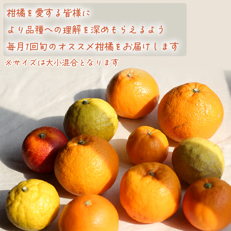【12月から発送】柑橘定期便 全4回 2kg × 4回 計8kg  品種おまかせ | 家庭用 みかん 温州 蜜柑 ミカン 果物 フルーツ 定期便 旬 季節限定 数量限定 NPO法人農音 愛媛県 松山市