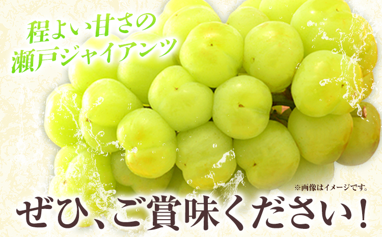 2025年 先行予約 たたらみねらる 瀬戸ジャイアンツ 約1.3kg(2~3房) Y＆G.ディストリビューター株式会社《2025年8月下旬-10月下旬頃出荷》岡山県 笠岡市 マスカット ぶどう ブドウ