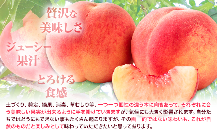 桃 かつらぎ町産 約 1kg 紀農人株式会社《2025年6月上旬-8月中旬頃出荷》 和歌山県 日高町 果物 フルーツ 桃 もも モモ 旬---wsh_ckgr4_a68_24_13000_1kg---