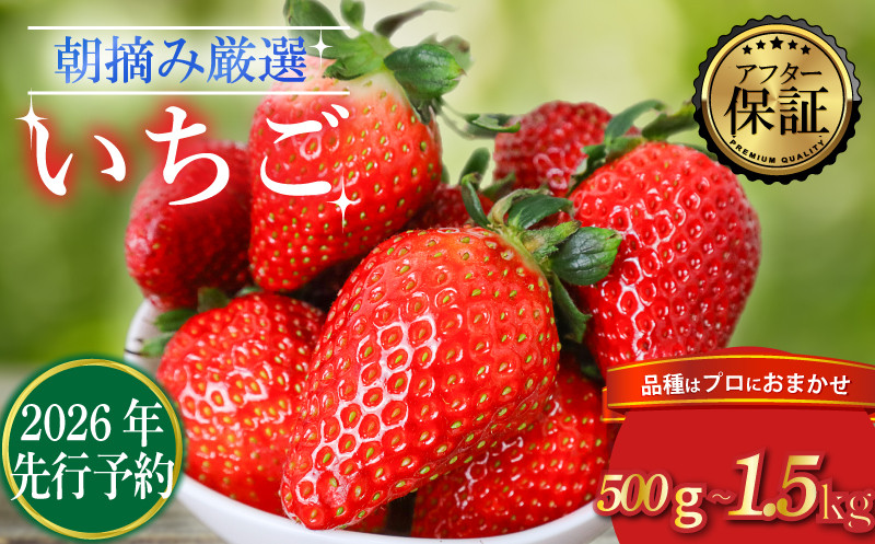 
            【先行受付】品種おまかせいちご 500g~1500g  新鮮 産地直送 朝摘み 厳選 アフター 保証 付き 2026 2月 3月 発送 いちご 苺 フルーツ 果物 くだもの 品種おまかせ おまかせ とちおとめ やよいひめ おいCベリー かおり野  スターナイト  デザート スイーツ 8,000 円 14,000円 20,000円 千葉県 旭市 滑川いちご園 nmi
          