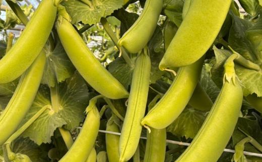 【先行予約】スナップエンドウ 約 1.7kg  えんどう 期間限定 数量限定 野菜 やさい 豆 まめ サラダ 送料無料 千葉県 旭市 伊藤SUN FARM isf003