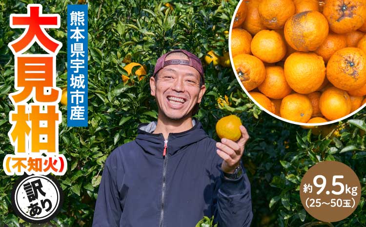 先行予約 熊本大見柑 (不知火) 訳あり 9.5kg (25～50玉) 【2027年2月上旬～2月下旬頃発送予定】 しらぬい みかん 蜜柑 柑橘 国産 九州 熊本 宇城市産 【株式会社la Nui.】