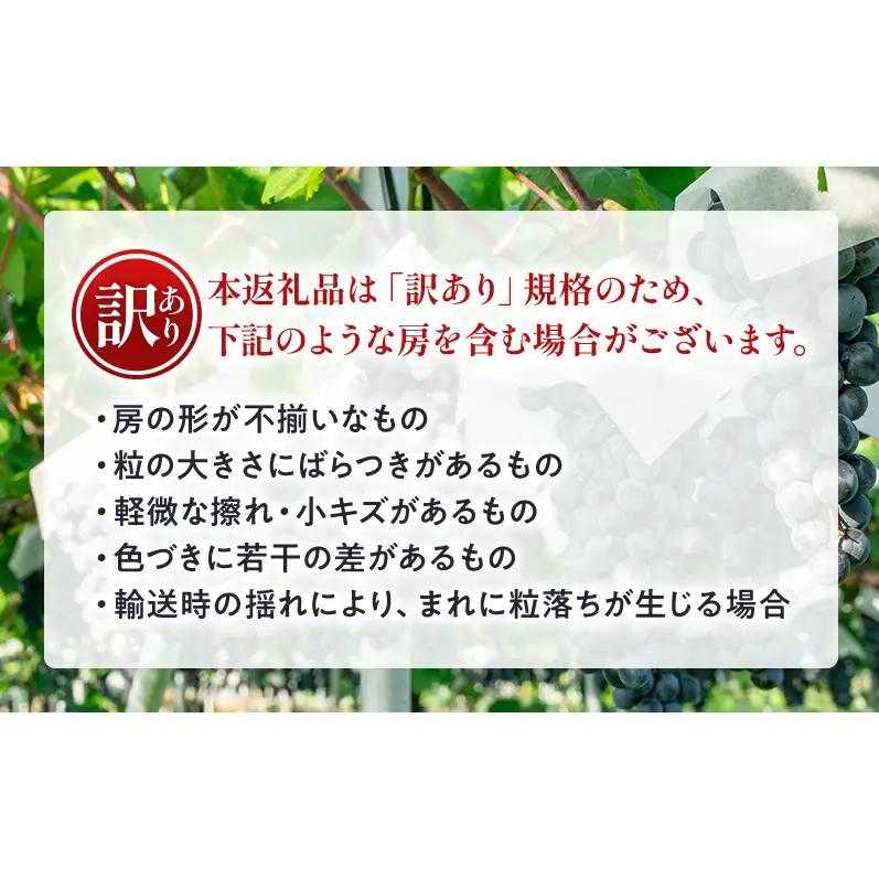 【★先行予約】【訳あり】長野県産巨峰 約350g×3房 見た目にワケあり 味はそのまま ぶどう ブドウ 果物 旬のフルーツ 長野県 上田 信州
