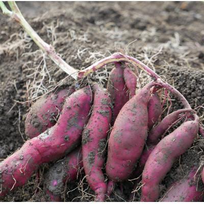 ふるさと納税 養父市 【発送月固定定期便】【6〜12月】但馬の旬をお届け!採れたて野菜セット全7回 |  | 03