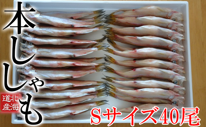 
            北海道産ししゃもS40尾
          