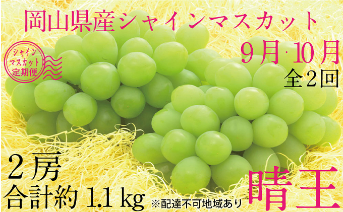 ぶどう 2025年 先行予約 9月・10月発送 シャイン マスカット 晴王 2房（合計約1.1kg） ブドウ 葡萄  岡山県産 国産 フルーツ 果物 ギフト デザート 食後 酸味が少ない 産地直送 