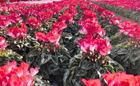 【先行予約】シクラメン ドリームピンク 鉢植え 6寸鉢 ｜ 自宅用 贈答用 ギフト 鹿沼市 栃木県 ※2025年11月下旬～12月下旬頃に順次発送予定