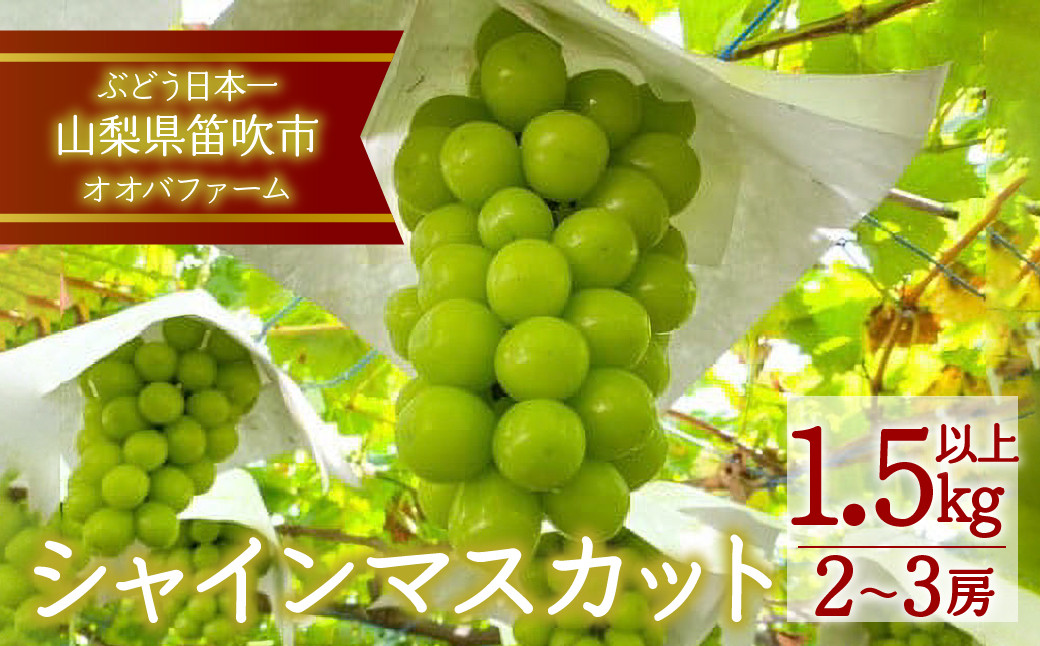 
＜25年発送先行予約＞シャインマスカット 2房～3房 約1.5kg以上 092-003 ｜シャインマスカット 笛吹市 国産 人気 期間限定 ぶどう ブドウ 葡萄 旬 果物 フルーツ 山梨県 オオバ 山梨県笛吹市 国産 皮ごと シャインマスカット 2房 1.5kg 1.5キロ 青果 マスカット 定番 期間限定 2024年 先行 予約 ぶどう グレープ 産地 新鮮 笛吹市産シャインマスカット｜
