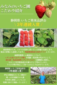 【令和6年4月から5月に発送予定】イチゴ　加工用イチゴ　バラ詰め　1.7kg（6.5パック相当）　紅ほっぺ、よつぼし、恋みのり　から厳選