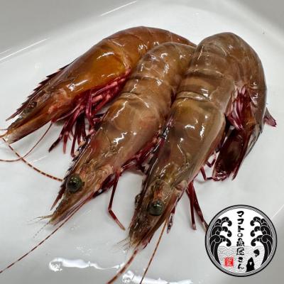ふるさと納税 南あわじ市 【沼島産】足赤エビ(クマエビ)200×3袋 |  | 02